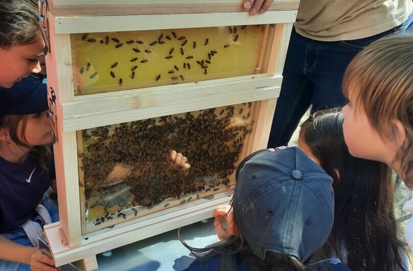 Des abeilles à l’école 🐝🍯